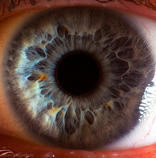 Illustration for article titled Extreme close-ups of human eyes look like craters on Mars